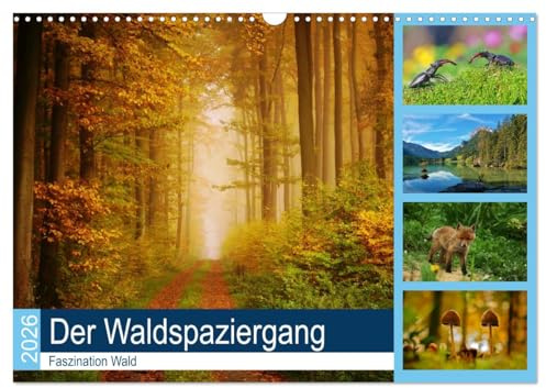Der Waldspaziergang (Wandkalender 2026 DIN A3 quer), CALVENDO Monatskalender: Der herrliche deutsche Wald ist immer einen Besuch wert. (CALVENDO Natur)