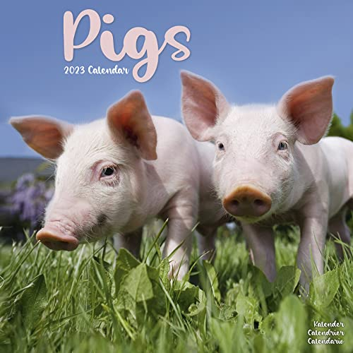 Pigs - Schweine 2023- 16-Monatskalender: Original Avonside-Kalender [Mehrsprachig] [Kalender] (Wall-Kalender)
