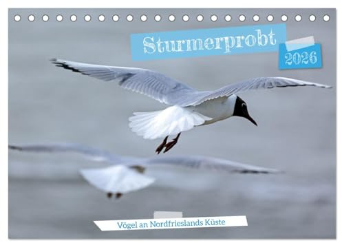 Sturmerprobt - Vögel an Nordfrieslands Küste (Tischkalender 2026 DIN A5 quer), CALVENDO Monatskalender: Nordfrieslands Küste und das Wattenmeer sind ... Vogelarten brüten hier. (CALVENDO Natur)
