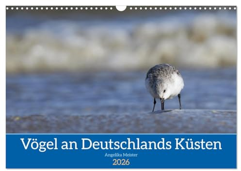 Vögel an Deutschlands Küsten (Wandkalender 2026 DIN A3 quer), CALVENDO Monatskalender: Wunderbare Aufnahmen von See- und Küstenvögeln versetzen den ... direkt an die Nordseeküste. (CALVENDO Tiere)