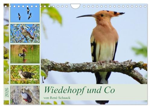 Wiedehopf und Co - von René Schaack (Wandkalender 2026 DIN A4 quer), CALVENDO Monatskalender: Heimliche Vögel ganz nah! (CALVENDO Tiere)