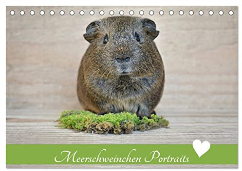 Meerschweinchen Portraits (Tischkalender 2026 DIN A5 quer), CALVENDO Monatskalender: Putzige Nager im Mittelpunkt (CALVENDO Tiere)