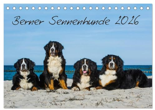 Berner Sennenhund 2026 (Tischkalender 2026 DIN A5 quer), CALVENDO Monatskalender: Kalender Berner Sennenhunde 2014 (CALVENDO Tiere)