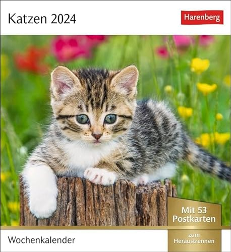 Katzen Postkartenkalender 2024. Jede Woche ein süßes Kätzchen im Postkarten-Fotokalender. Tischkalender für Katzenfans, mit 53 Postkarten zum Sammeln ... Aufhängen: Wochenkalender mit 53 Postkarten
