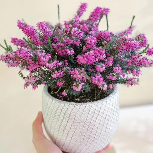 Semillas resistentes al brezo, arbustos resistentes perennes Erica carnea, plantas de brezo de invierno, plantas de otoño floración resistente semillas de flores perenne resistente 200pcs