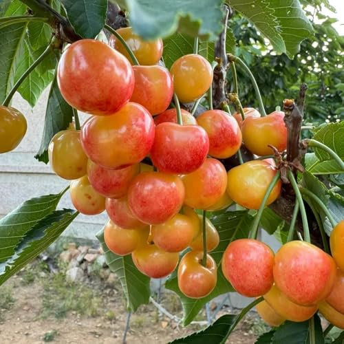 decorazione di ciliegio - semi - Serie piante rare - semi di ciliegia colonnare piante da frutto ciliegio in vaso resistenti per il giardino alberi da frutto a spalliera esotiche 55pcs
