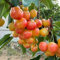 decorazione di ciliegio - semi - Serie piante rare - semi di ciliegia colonnare piante da frutto ciliegio in vaso resistenti per il giardino alberi da frutto a spalliera esotiche 55pcs