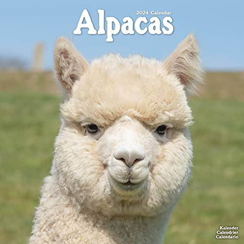 Alpacas – Alpakas 2024 – 16-Monatskalender: Original Avonside-Kalender [Mehrsprachig] [Kalender] (Wall-Kalender)