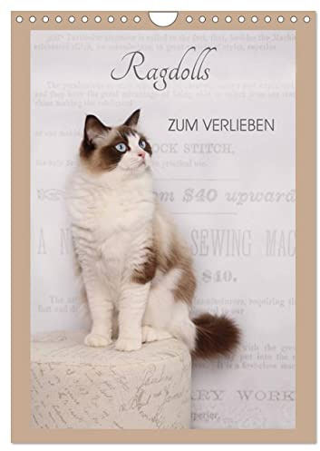 Ragdolls zum Verlieben (Wandkalender 2025 DIN A4 hoch), CALVENDO Monatskalender: 13 liebevoll zusammengestellte Farbaufnamen der sanften Ragdoll, vom ... erfreuen jeden Katzenfreund. (CALVENDO Tiere)