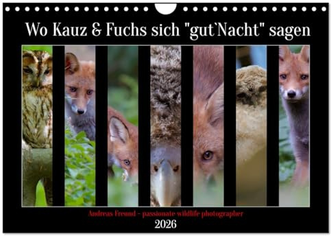 Wo Kauz & Fuchs sich gut`Nacht sagen (Wandkalender 2026 DIN A4 quer), CALVENDO Monatskalender: Als ein Freund von Fuchs und Waldkauz lag es mir am ... Umgebung zu zeigen. (CALVENDO Tiere)