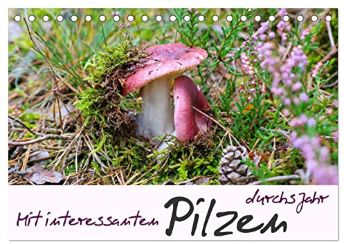 Mit interessanten Pilzen durchs Jahr (Tischkalender 2026 DIN A5 quer), CALVENDO Monatskalender: Viele bekannte und auch seltene Waldpilze in schönen Fotografien. (CALVENDO Natur)