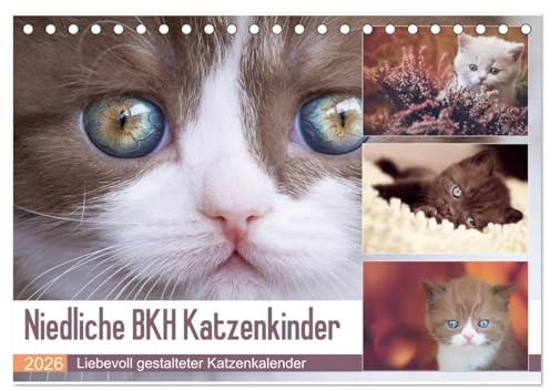 Niedliche BKH Katzenkinder (Tischkalender 2026 DIN A5 quer), CALVENDO Monatskalender: Dieser Kalender ist ein Muß für jeden Katzenfreund. (CALVENDO Tiere)