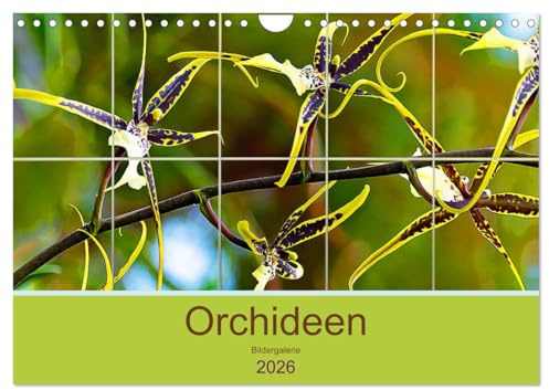 Orchideen Bildergalerie (Wandkalender 2026 DIN A4 quer), CALVENDO Monatskalender: Die natürliche Schönheit der edelsten Orchideen. (CALVENDO Natur)