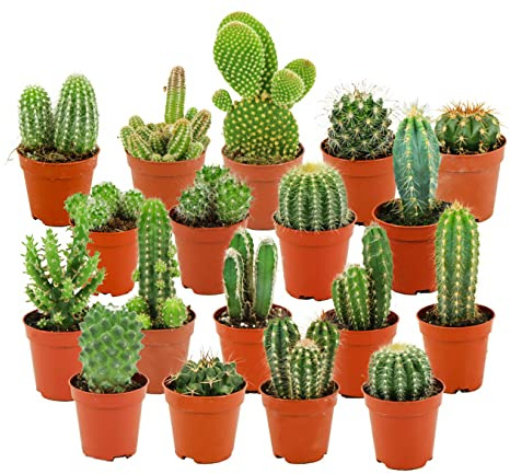 ZynesFlora Mini Kakteen im Set - 18 Stück im 5.5 cm Pflanztopf - Kleiner Kaktus Zimmerpflanze Sammlung - Höhe: 5-10 cm