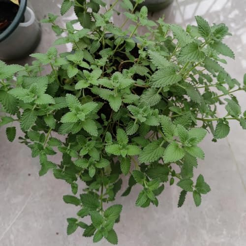 200 pcs katzenminze samen kräutergarten pflanzensamen samen kräuter katzenminze minze samen saatgut catnip stauden winterhart mehrjährig katzenminze pflanze im topf kräutersamen salat