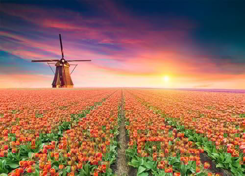 Windmill and Tulips Jigsaw Puzzles for Adults 1000 Jigsaws Holland Dutch Scenery 1000 Piece Jigsaw Puzzles for Adults