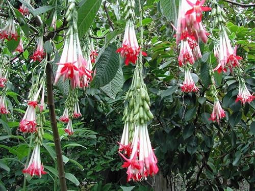 Fuchsia Boliviana VAR. Alba | Plug Plant | Rare Half Hardy