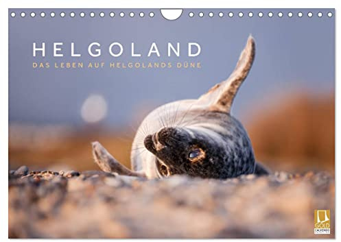 Helgoland - Das Leben auf der Düne Helgolands (Wandkalender 2026 DIN A4 quer), CALVENDO Monatskalender: Die Tier- und Naturwelt der Düne Helgolands ... in wunderschönen Aufnahmen. (CALVENDO Natur)