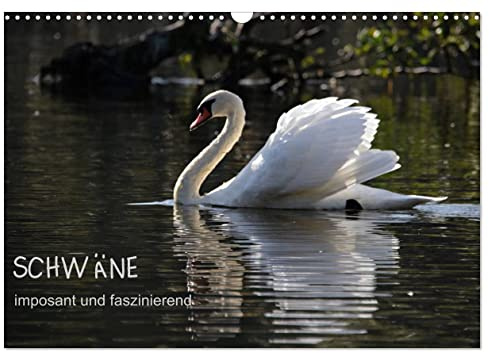Schwäne - imposant und faszinierend (Wandkalender 2026 DIN A3 quer), CALVENDO Monatskalender: Schwäne sind imposante Entenvögel und interessant zu ... dem Wasser sowie in der Luft (CALVENDO Natur)