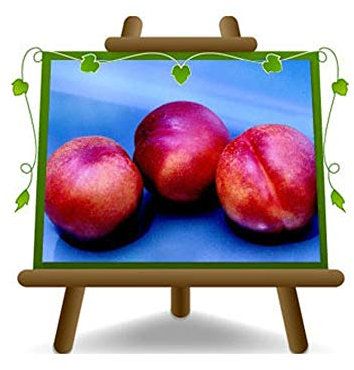 Nectarines à chair jaune Venus – Plante fruitière porte greffe franc sur pot 20 - arbre max 170 cm - 2 ans