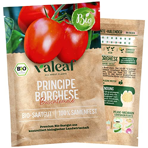 valeaf BIO Tomaten Samen I Principe Borghese I Premium Tomatensamen zur Tomaten Anzucht im Garten, Balkon und Hochbeet I samenfestes Tomaten Saatgut I Pflanzen Samen zum Tomaten Pflanzen (Buschtomate)