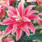 Orientalische Lilien Kollektion (2-6Pflanzen/Zwiebeln) Mix Von 3 Sorten Für Garten,3 Von Jeder Farbe,Lilien Zwiebeln Winterhart Mehrjährig,Garten Lilien Pflanzen (2Zwiebeln,A)