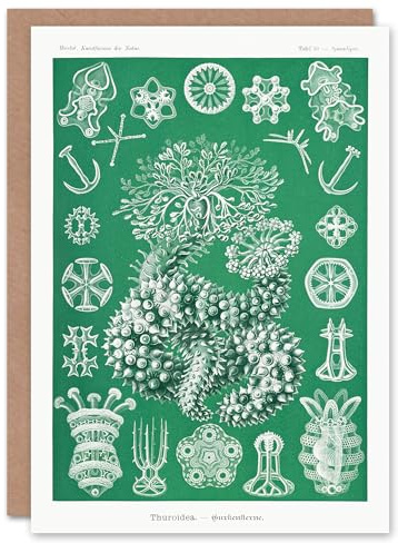 Artery8 Ernst Haeckel Adolf Giltsch Art Card Thuroidea Sea Cucumber