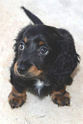 Hunde Dackel Notizbuch: liniertes Tagebuch / Notizbuch mit Dackel Bild als Motiv | 120 Seiten A5+ | Geschenk für Hundefreunde