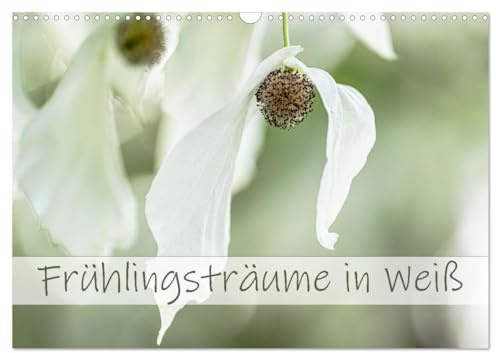 Frühlingsträume in Weiß (Wandkalender 2026 DIN A3 quer), CALVENDO Monatskalender: Weiß ist im Frühling eine dominierende Farbe. (CALVENDO Natur)