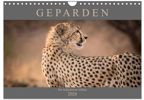 Geparden - Die Schönheiten Afrikas (Wandkalender 2026 DIN A4 quer), CALVENDO Monatskalender: Die Schönheiten Afrikas - Geparden Fotografiert von Markus Pavlowsky (CALVENDO Tiere)