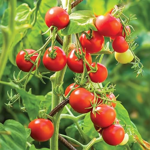 Gardeners Kitchen - Tomato Plants (Bush) - 'Tumbling Tom Red' - 3 X 9cm Pot Vegetable Plants.