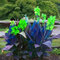 Riesen-Canna, mehrjährige winterharte Zwiebelpflanze, farbenfroh, dekorative Gartenpflanze, Gartenschatten-1 zwiebel-B