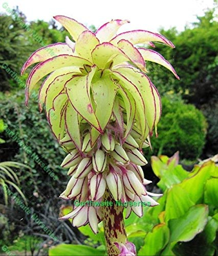 Portal Cool Topf 1 Li Eucomis Bi- Color (Ananas Lily) Bulbs Sommer Staude