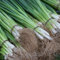 400 pcs porree samen winterhart - lauch samen - gemüsebeet balkon, pflanzensamen Porreesamen (Allium porrum) kräuterbeet, balkon gemüsesamen bio, balkon beet saatgut gemüse, mini gewächshaus