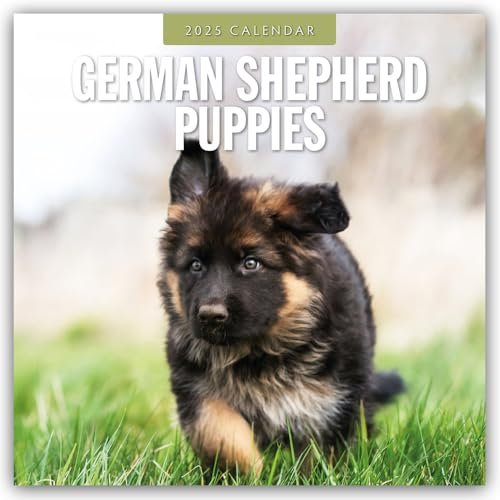 German Shepherd Puppies – Deutsche Schäferhunde Welpen 2025 – 16-Monatskalender: Original Red Robin Publishing Ltd-Kalender [Mehrsprachig] [Kalender] (Wall-Kalender)