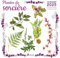 Calendrier Plantes de sorcière 2025