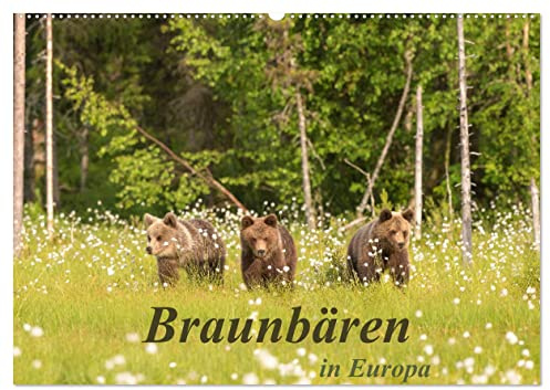 Braunbären in Europa (Wandkalender 2026 DIN A2 quer), CALVENDO Monatskalender: Braunbären in ihrem natürlichen Lebensraum in Finnland und Slowenien (CALVENDO Tiere)