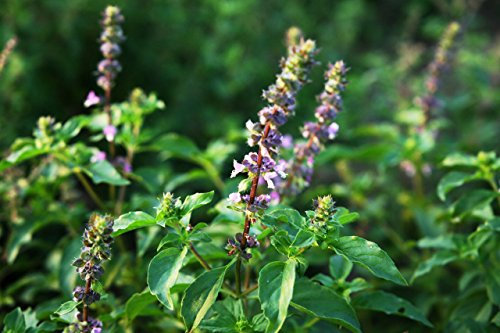 Indian Holy Basil - Ocimum Tenuifolium - 50 graines fraîches