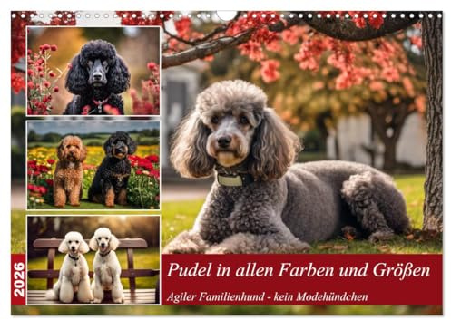 Pudel in allen Farben und Größen (Wandkalender 2026 DIN A3 quer), CALVENDO Monatskalender: Agiler Familienhund - kein Modehündchen (CALVENDO Tiere)