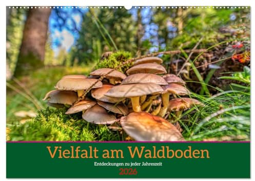 Vielfalt am Waldboden (Wandkalender 2026 DIN A2 quer), CALVENDO Monatskalender: Heimische Pilze aus dem Thüringer Wald (CALVENDO Natur)