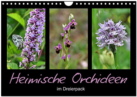 Heimische Orchideen im Dreierpack (Wandkalender 2026 DIN A4 quer), CALVENDO Monatskalender: Zart, zierlich, zauberhaft (CALVENDO Natur)