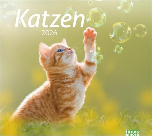 times&more Katzen Bildkalender 2026: Süße Samtpfoten im Wandkalender 2026. Kalender für Katzenfans - jeden Monat ein Hingucker. Hochwertiger ... Format 30 x 27 cm (times&more Kalender Heye)