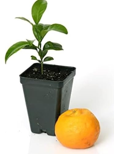 Patio Collection Tree Citrus Calamondin Height 25 cm | Pot 9 cm | Living Room Ready Potted Citrus Plant