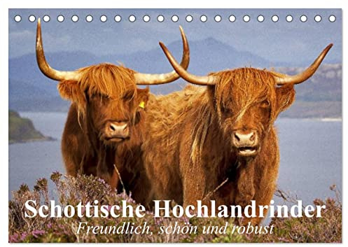 Schottische Hochlandrinder. Freundlich, schön und robust (Tischkalender 2026 DIN A5 quer), CALVENDO Monatskalender: Die wuscheligen und genügsamen Hochlandrinder aus Schottland (CALVENDO Tiere)