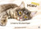 Miau - Unsere Stubentiger - Der Katzenkalender - 2025 - Kalender DIN A2: Der Wandkalender mit den schönsten Katzen-Motiven für das Jahr 2025 im extragroßen Format DIN A2 (ca. 60 x 42 cm)!