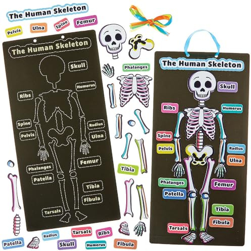 Baker Ross FN434 Human Skeleton Kits - Pack of 4, STEM, Science, Health and Learning Aids for Kids and Schools