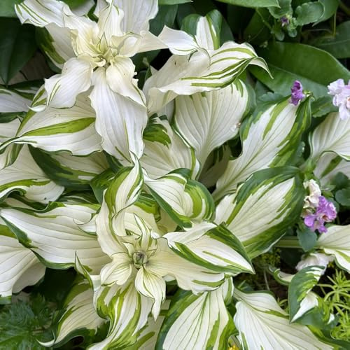 Semi di Hosta, da balcone Hosta plantaginea, hosta funky resistente hosta resistente semi di per giardino 300pcs