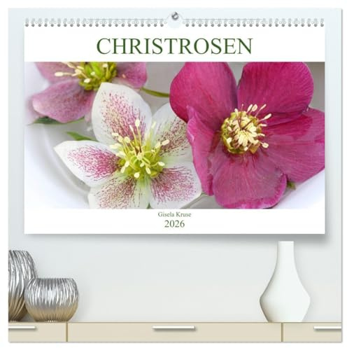 Christrosen (hochwertiger Premium Wandkalender 2026 DIN A2 quer), Kunstdruck in Hochglanz: Faszinierende Blüten im Winter (CALVENDO Natur)