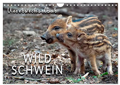 Unverwechselbar - Wildschwein (Wandkalender 2026 DIN A4 quer), CALVENDO Monatskalender: Eindrucksvolle Bilder der borstigen Tiere. (CALVENDO Tiere)