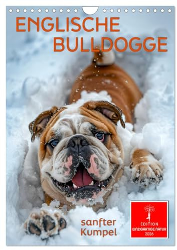 Englische Bulldogge - sanfter Kumpel (Wandkalender 2026 DIN A4 hoch), CALVENDO Monatskalender: Wer einen Hund besitzt, ist nicht einsam. (CALVENDO Tiere)